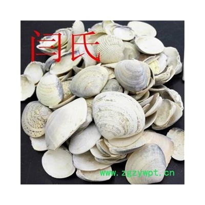 海蛤壳个子