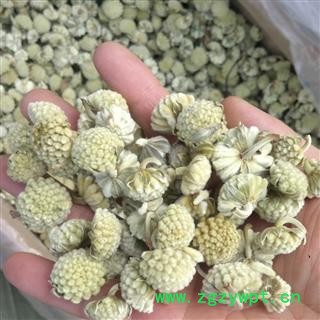 绿萝花   产地 西藏自治区