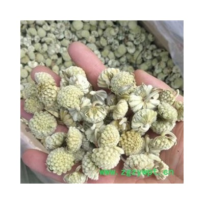 绿萝花   产地 西藏自治区