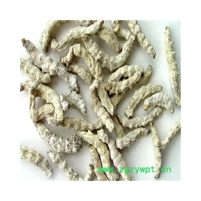 僵蚕 统装 产地 广西壮族自治区