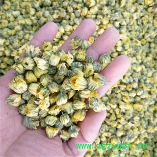 胎菊    苏北胎菊  新货