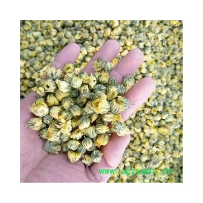 胎菊    苏北胎菊  新货