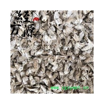 雄蚕蛾A 蚕蛾 统 产地四川省