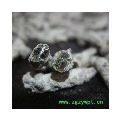 草民甄选白僵蚕 川产天虫 玻璃茬 纯净选货 正品含量高