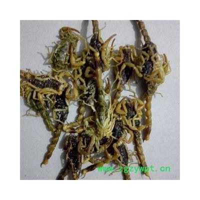 蝎子 统 产地 安徽省滁州市南谯区