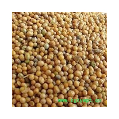 白芥子 正品介子 芥子  白芥子 产地 四川省