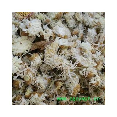 菊花 白菊花 产地 河北省