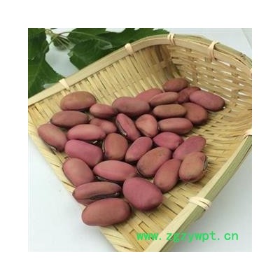 刀豆 刀豆 选 安顺药业 专注品质  产地 广西壮族自治区