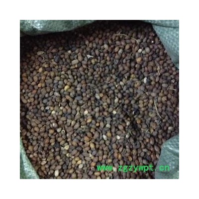 鸦胆子 鸦胆子选货 产地 广东省