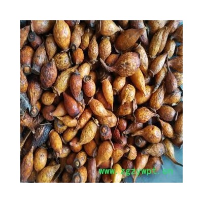 金樱子  金樱子后期统货  产地 江西省