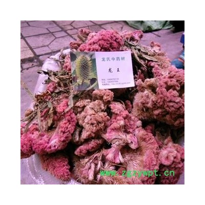 红鸡冠花 精品 产地 四川省成都市双流县