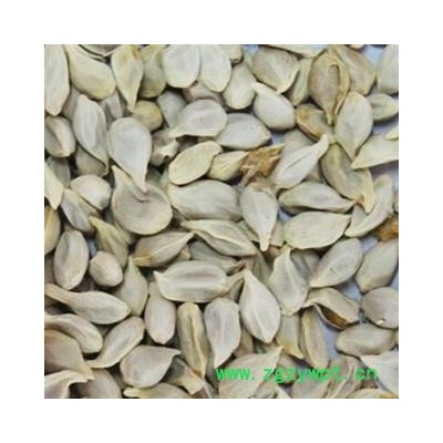 橘核 橘核 正品橘核 产地 山东省 安顺药业 专注品质 产地 山东省