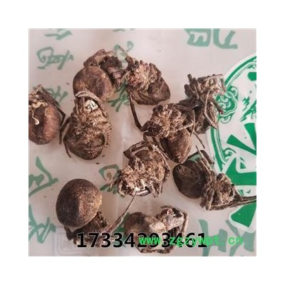 蝇虎 大黑蜘蛛 药用 蜘蛛 黑蜘蛛 狼蛛 圆蛛网虫 扁蛛园蛛