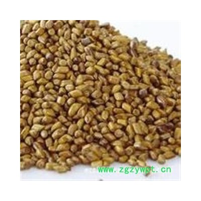 决明子  草决明 好统货 山东地产药材 颗粒饱满 产地 山东省