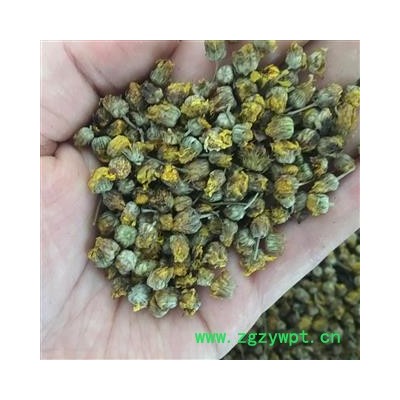 野菊花 野菊花 新货上架 低价售  颜色好 干净  产地 山东省