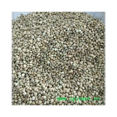 火麻仁 统 火麻仁 产地 安徽 批发各种中药材