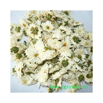 精选贡菊花 七月菊  新货颜色好