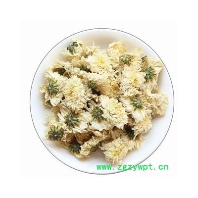 贡菊花 太阳菊 选货 精品大朵 茶用无碎瓣