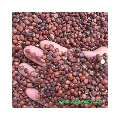 炒酸枣仁 国产统货 惊爆价 好货不多 假一赔十 产地 山东省