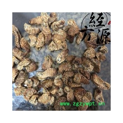 蛴螬A 蛴螬虫 土蚕老母虫 核桃虫 粪虫