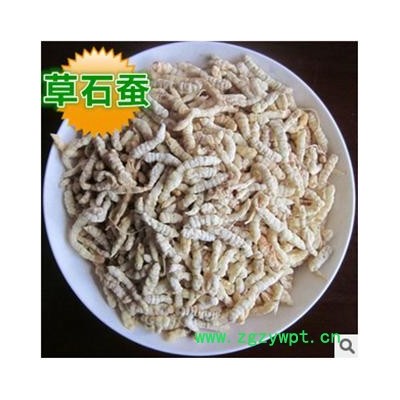 地蚕 土虫草,草石蚕,毛虫草,地蚕,毛石蚕 统 产地 安徽省亳州市谯城区