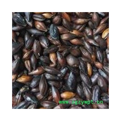 大麦芽 焦麦芽统货 产地 山东省