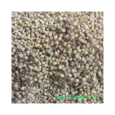 炒谷芽 炒谷芽 产地 山东 振兴中药 产地直销 重在品质