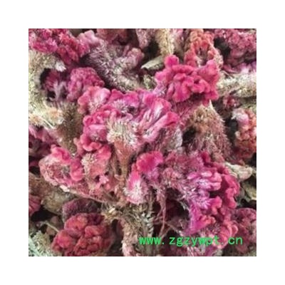 鸡冠花 统货 产地 山东省