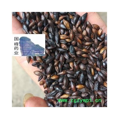 麦芽 焦麦芽 低价销售 正品 全干 无虫蛀 国峰药业 重在品质 产地 山东省