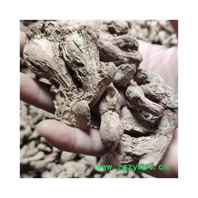 炮姜 统 产地 广西壮族自治区