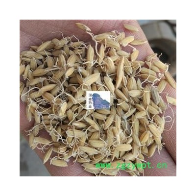 稻芽 稻芽统货 纯干 无虫蛀 国峰药业 重在品质 产地 山东省