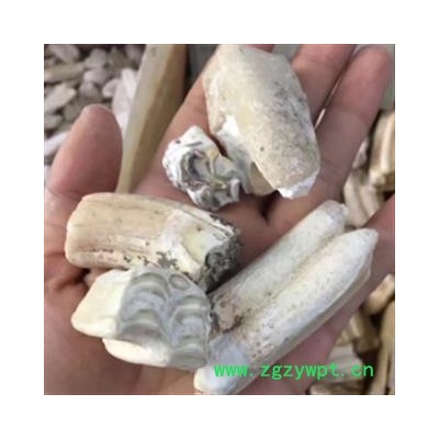 安祁名药优质龙齿  正品选货