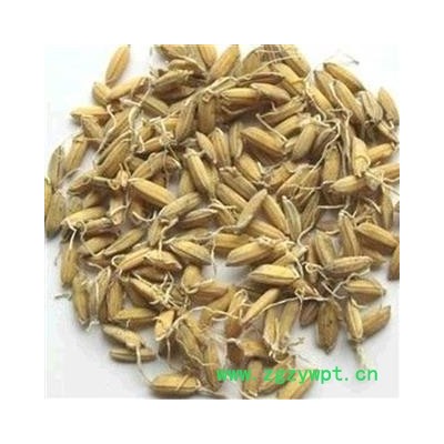 谷芽 谷芽统货 产地 山东省