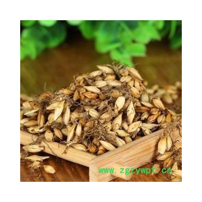 麦芽 炒麦芽 发芽率高 产地 山东省