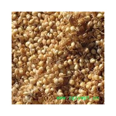 谷芽 稻谷芽选货 俗称小米发芽 产地 山东省