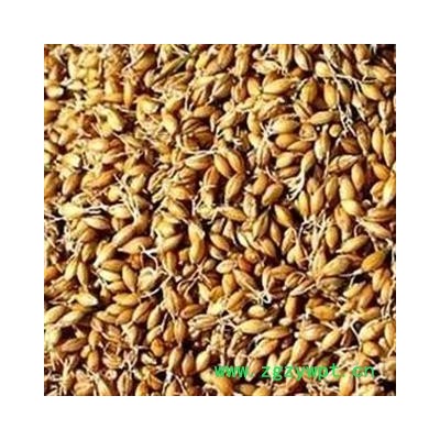 麦芽 统货 产地 安徽省 产地直供 支持线上保障交易 安徽省冰源堂药业经营品3000余种中药材【冷背中药材】