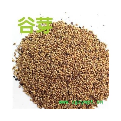 谷芽 炒谷芽统货 产地 山东省 产地直销 重在质量