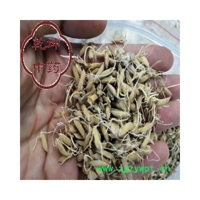 谷芽 统货 高含量 产地 四川省【诚信经营 品种齐全】