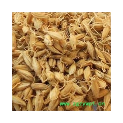 麦芽 生麦芽 产地 山东省