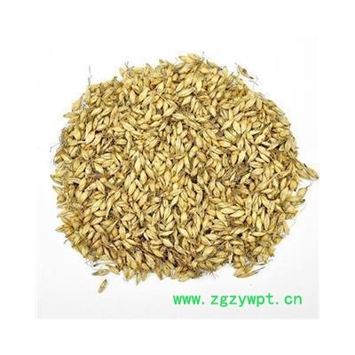 麦芽 炒麦芽 产地 山东省