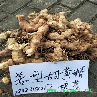 黄精 鲜货 块茎种苗　带芽头带根须