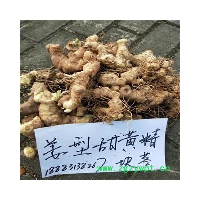 黄精 鲜货 块茎种苗　带芽头带根须