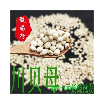川贝母 正品野生珍珠贝选货 一手货源批发 产地四川 甄选药材行