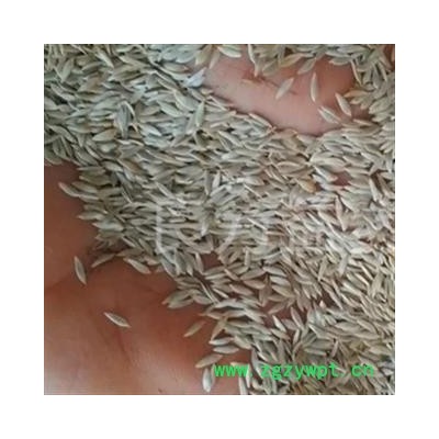 安祁名药优质巨胜子 白巨胜