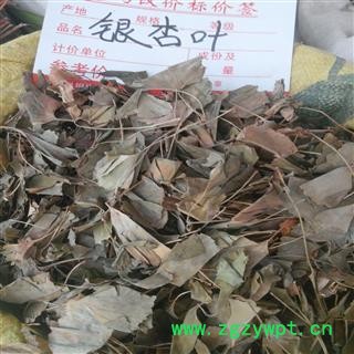 银杏叶 统货 产地 广西壮族自治区柳州市市辖区