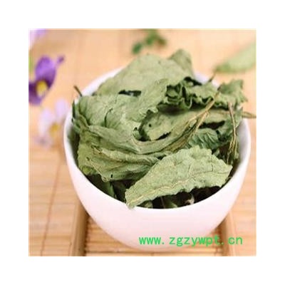 甜叶菊 统  甜菊叶   产地 四川省