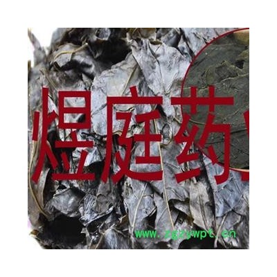 煜庭药业 毛冬青叶 苦丁茶 正品