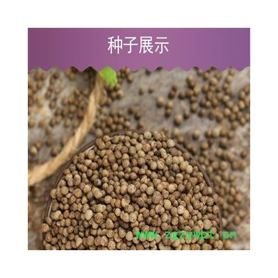 紫苏种子　单面紫色紫苏