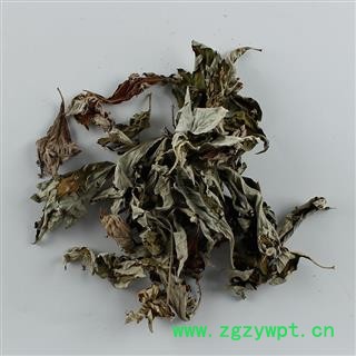 艾叶 精选 产地 河南省