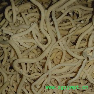 通草 中大个 产地 四川省资阳市乐至县